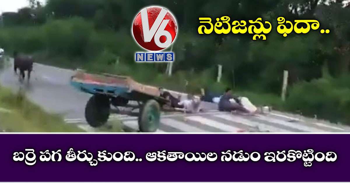 నెటిజన్లు ఫిదా : బర్రె పగ తీర్చుకుంది.. ఆకతాయిల నడుం ఇరకొట్టింది
