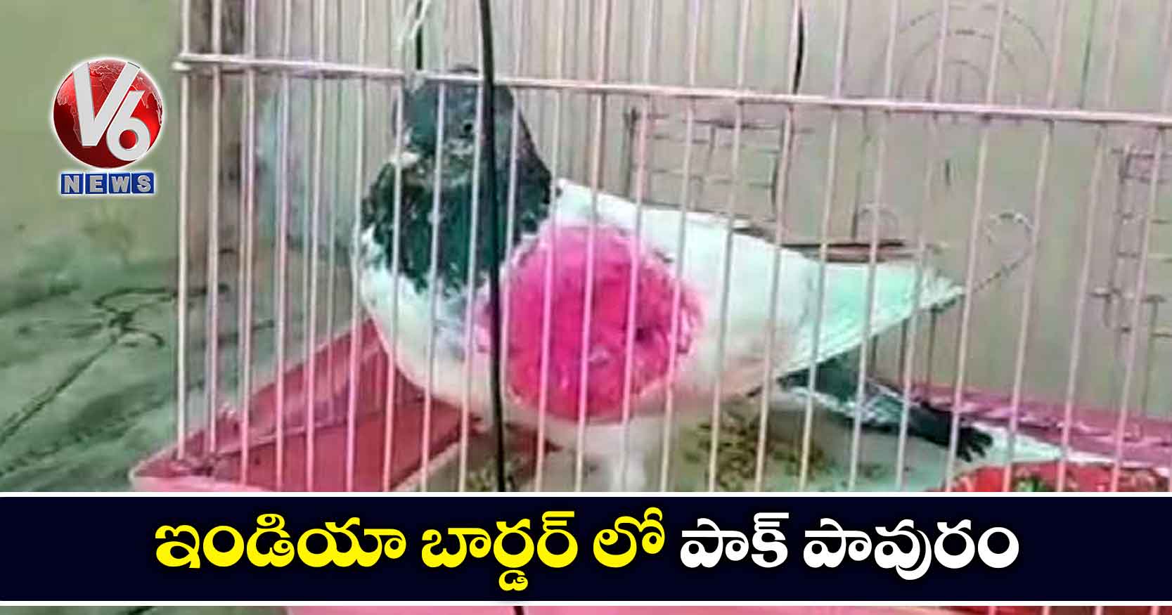 ఇండియా బార్డర్ లో పాక్ పావురం