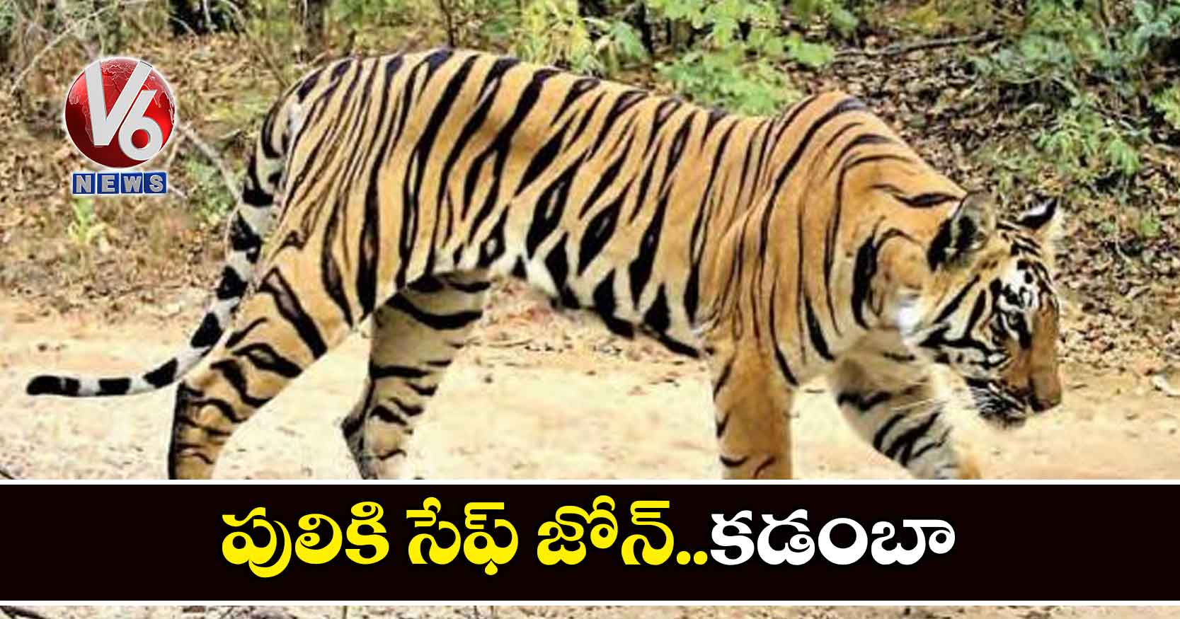 పులికి సేఫ్ జోన్..కడంబా