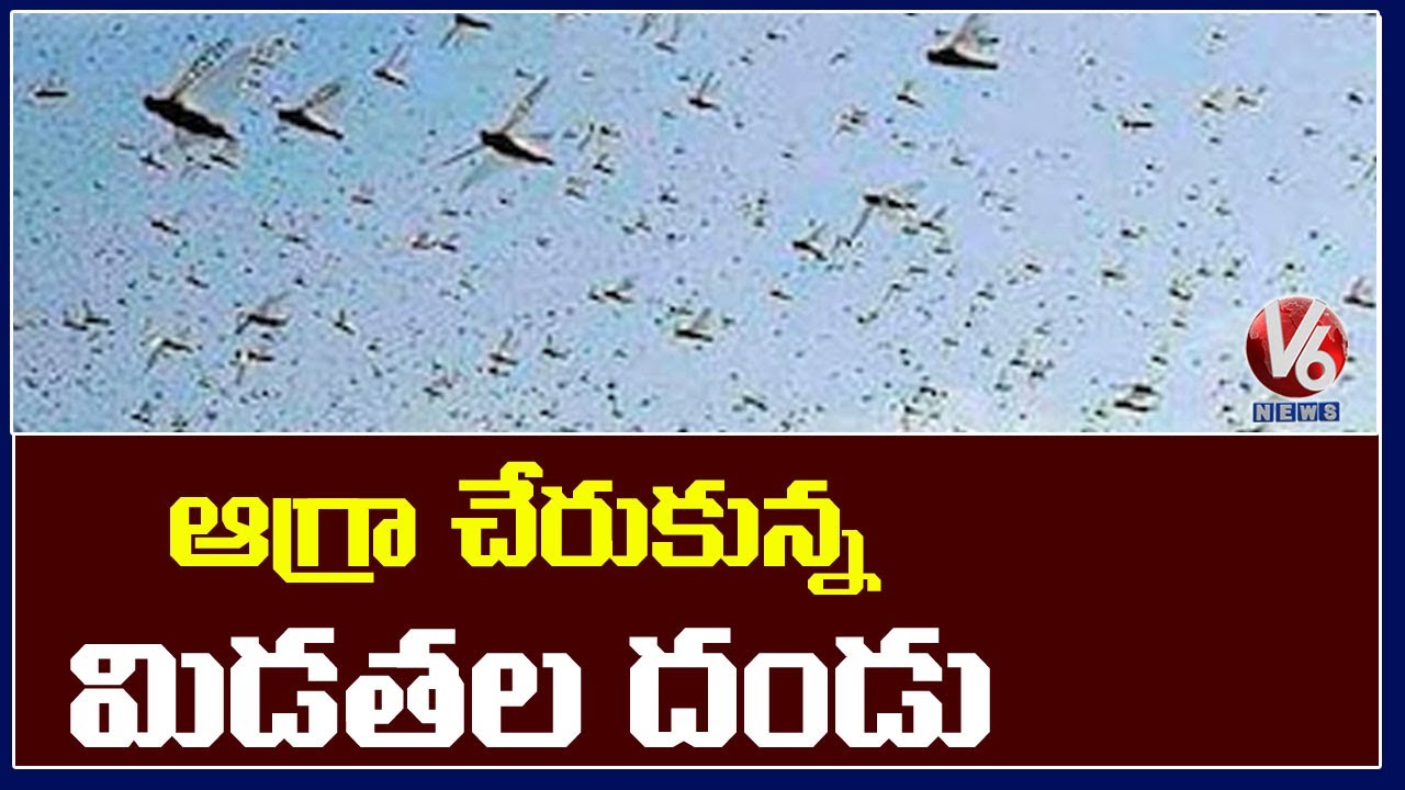 Locust Swarm Reaches kasganj, Agra | V6 News