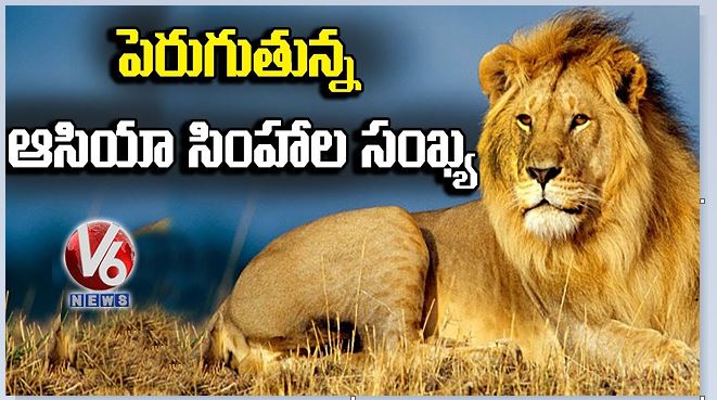 Asiatic lions population in rises to 28.87