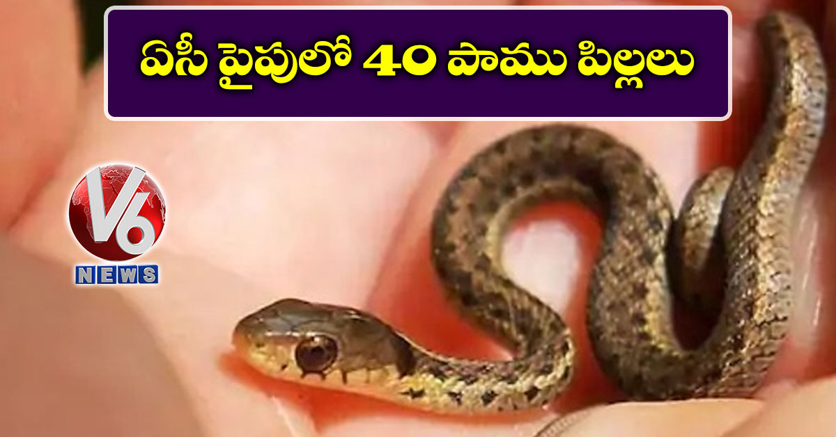 ఏసీ పైపులో 40 పాము పిల్లలు