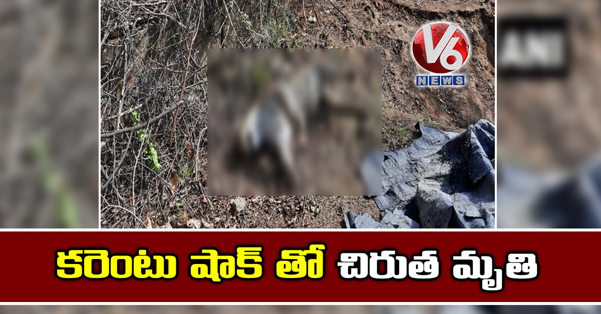 కరెంటు షాక్ తో చిరుత మృతి