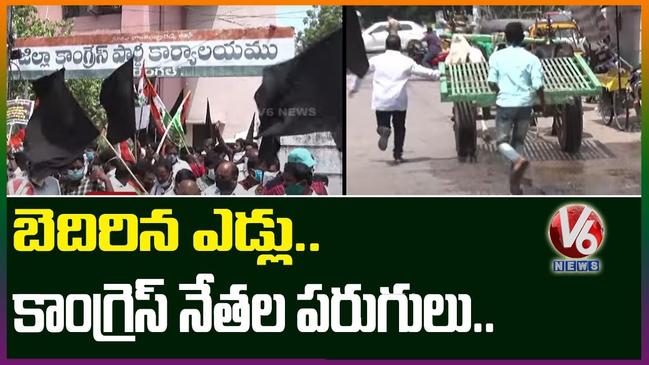 Bullock Cart Mishap In Congress Protest Against Fuel Price Hike