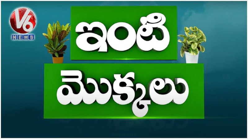 Health Benefits of Indoor Plants | Inti Mokkalu