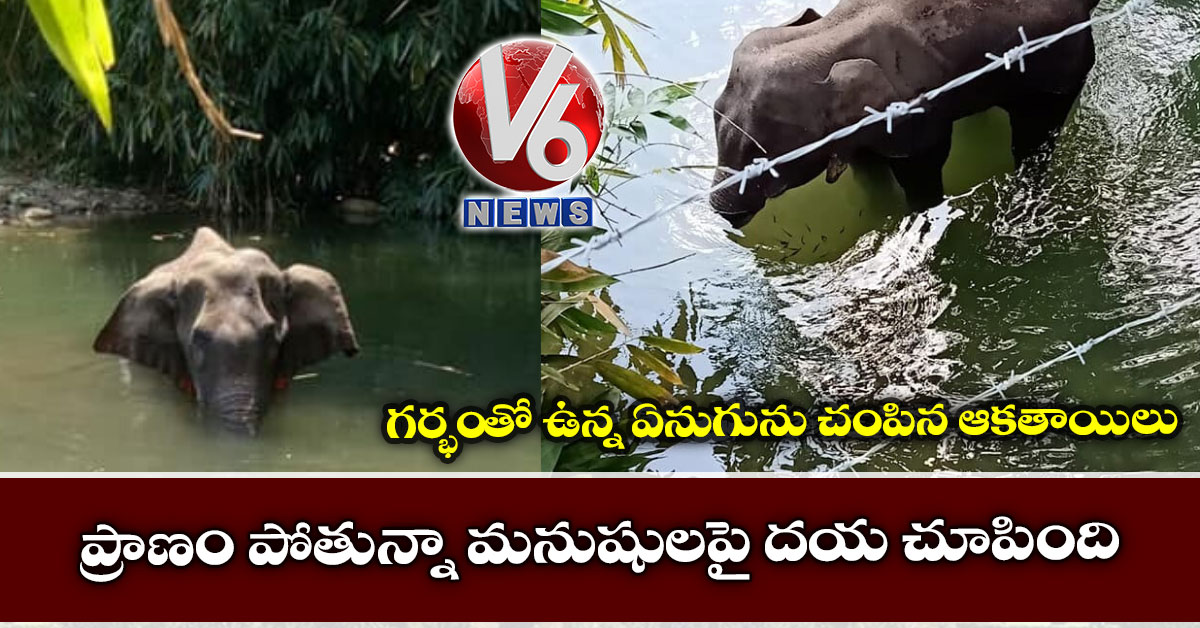 గర్భంతో ఉన్న ఏనుగును చంపిన ఆకతాయిలు : ప్రాణం పోతున్నా మనుషులపై దయ చూపింది