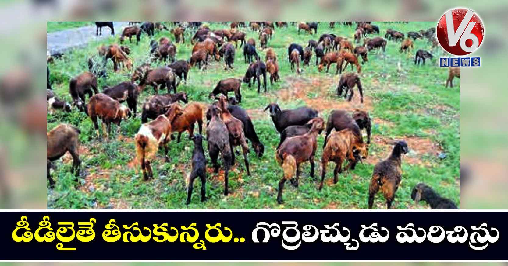 డీడీలైతే తీసుకున్నరు.. గొర్రెలిచ్చుడు మరిచిన్రు