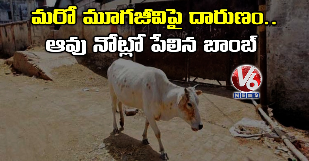 మరో మూగజీవిపై దారుణం.. ఆవు నోట్లో పేలిన బాంబ్