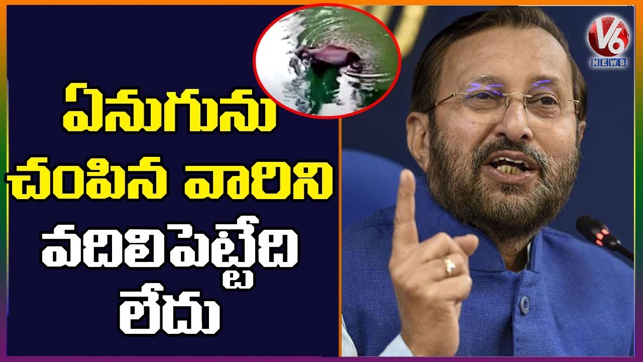 Union Minsiter Prakash Javadekar Reacts On Elephant Death