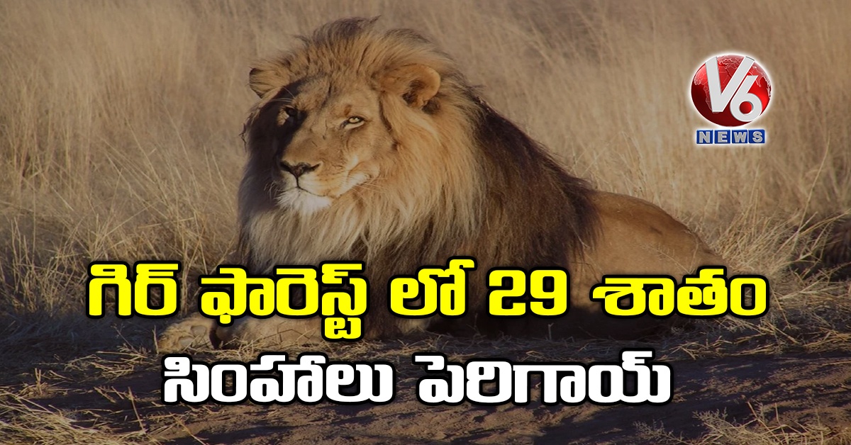 గిర్ ఫారెస్ట్ లో 29 శాతం సింహాలు పెరిగాయ్