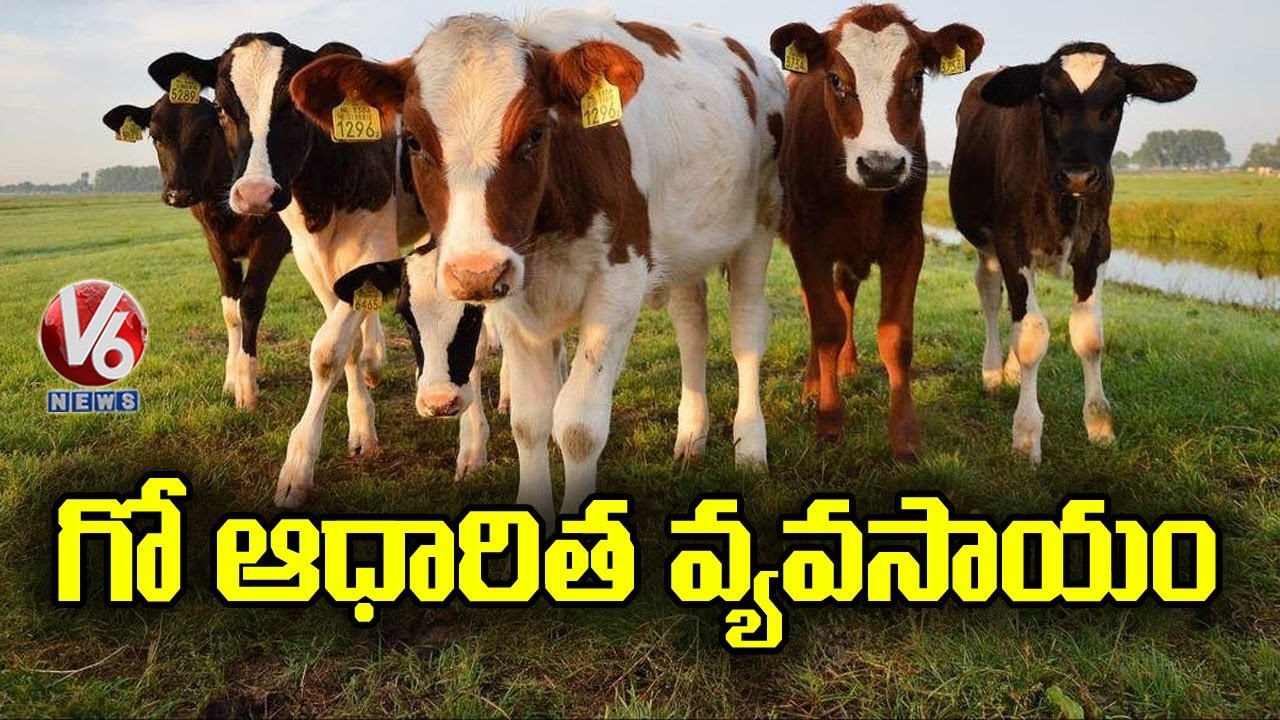 Cow Based Organic Farming | Special Story | V6 News