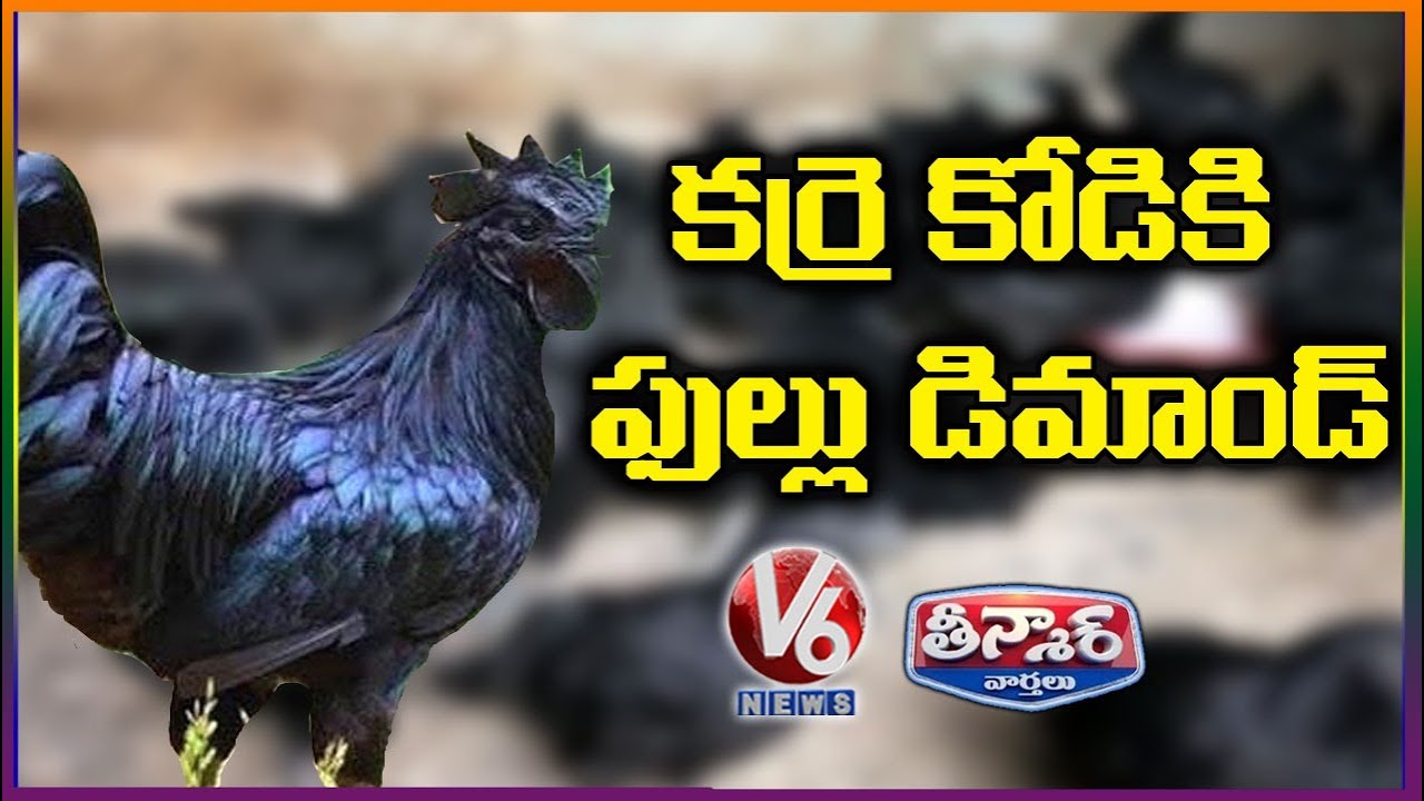 Demand For Kadaknath Hens In Madhya Pradesh Amid Of Corona