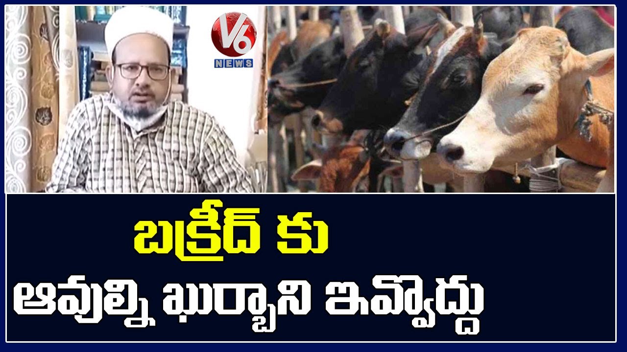 Dont Slaughter Cows On Bakrid For Qurbani, Says Moulana
