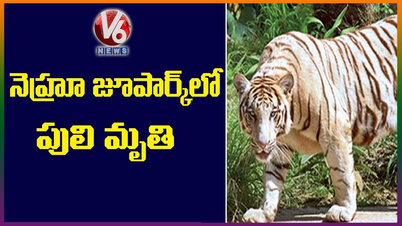 Royal Bengal Tiger Dies At Hyderabad Zoo