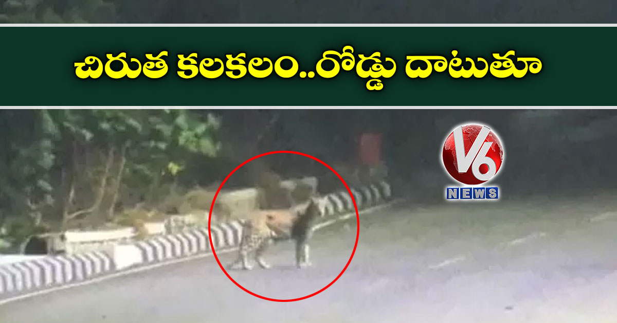 చిరుత కలకలం..రోడ్డు దాటుతూ