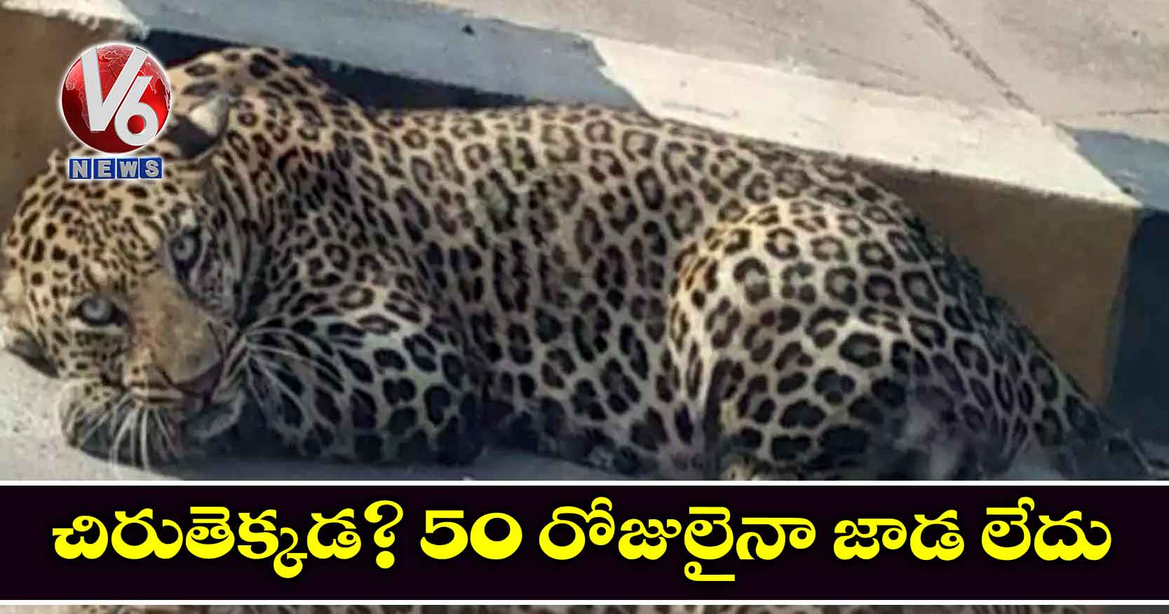 చిరుతెక్కడ? 50 రోజులైనా జాడ లేదు