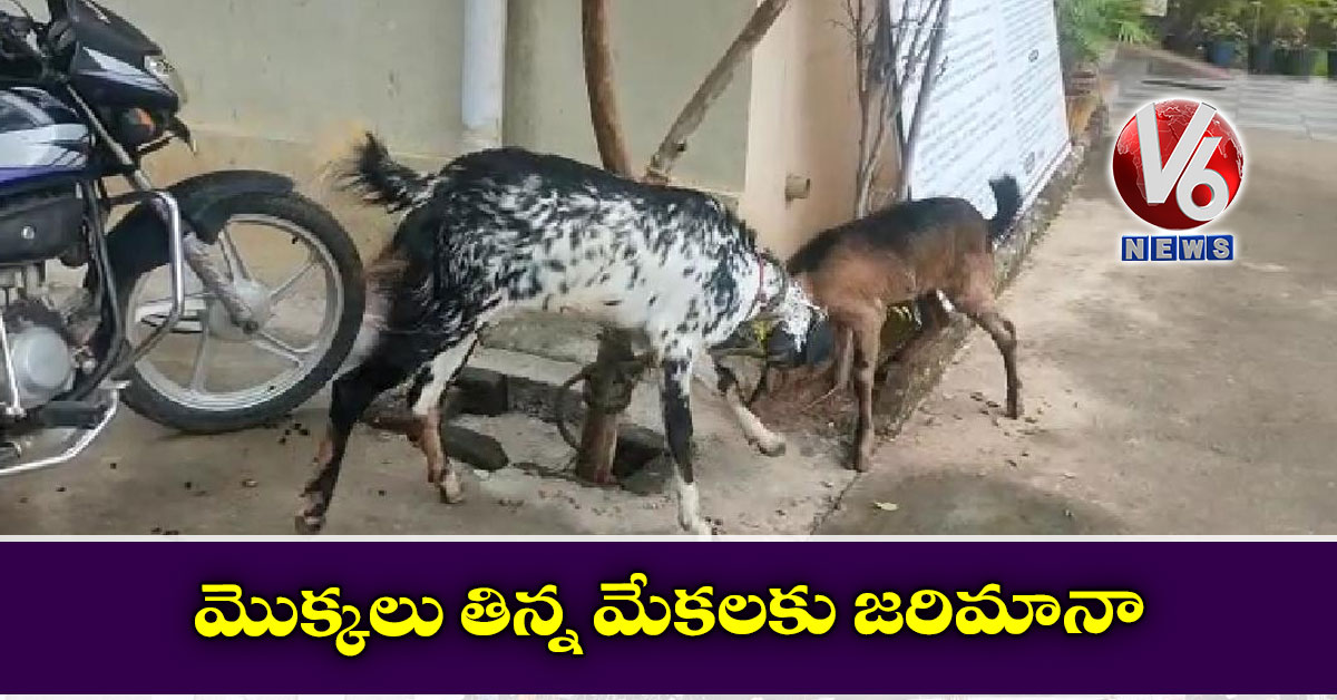 మొక్కలు తిన్న మేకలకు జరిమానా