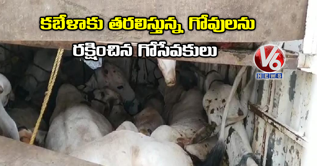 కబేళాకు తరలిస్తున్న గోవులను రక్షించిన గోసేవకులు