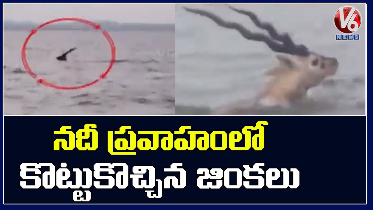 5 Deers Trapped In Backwaters Of SRSP Project, Rescued
