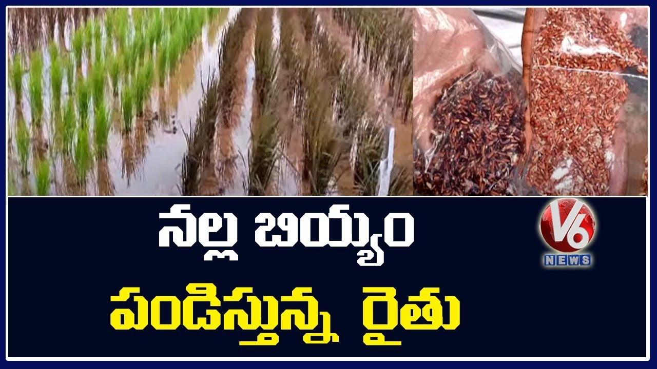 50 Types Of Rice Cultivation By A Farmer In Siddipet | Black Rice | V6 News