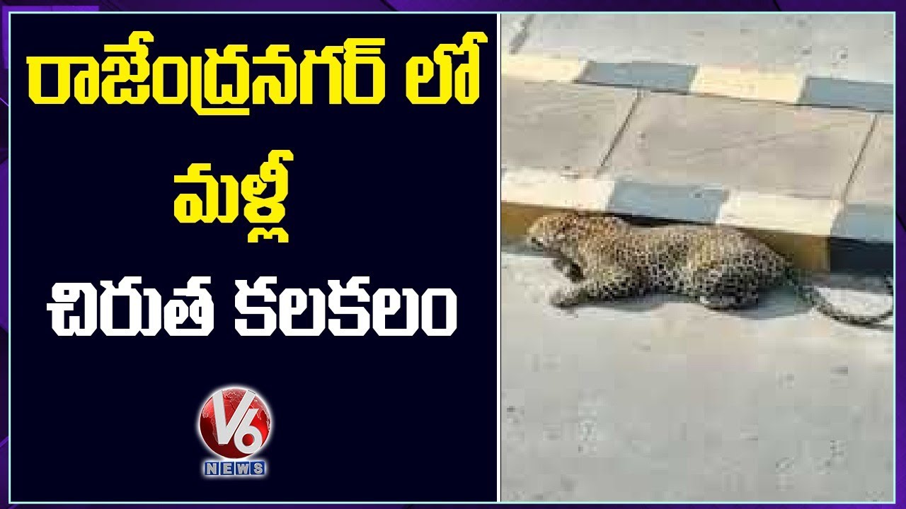 Cheetah Hulchul In Rajendra Nagar | Hyderabad | V6 News