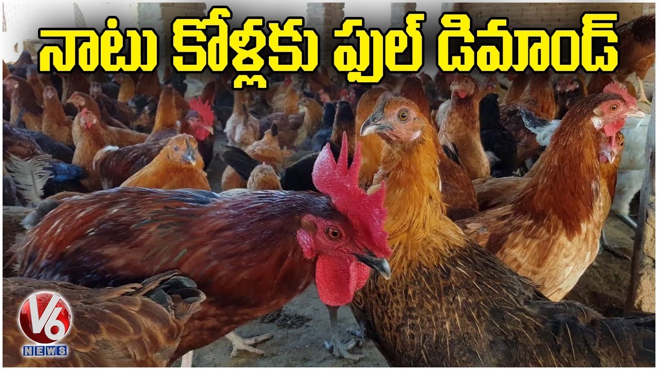 Huge Demand For Natu Kodi To Boost Immunity Power Amidst The Pandemic