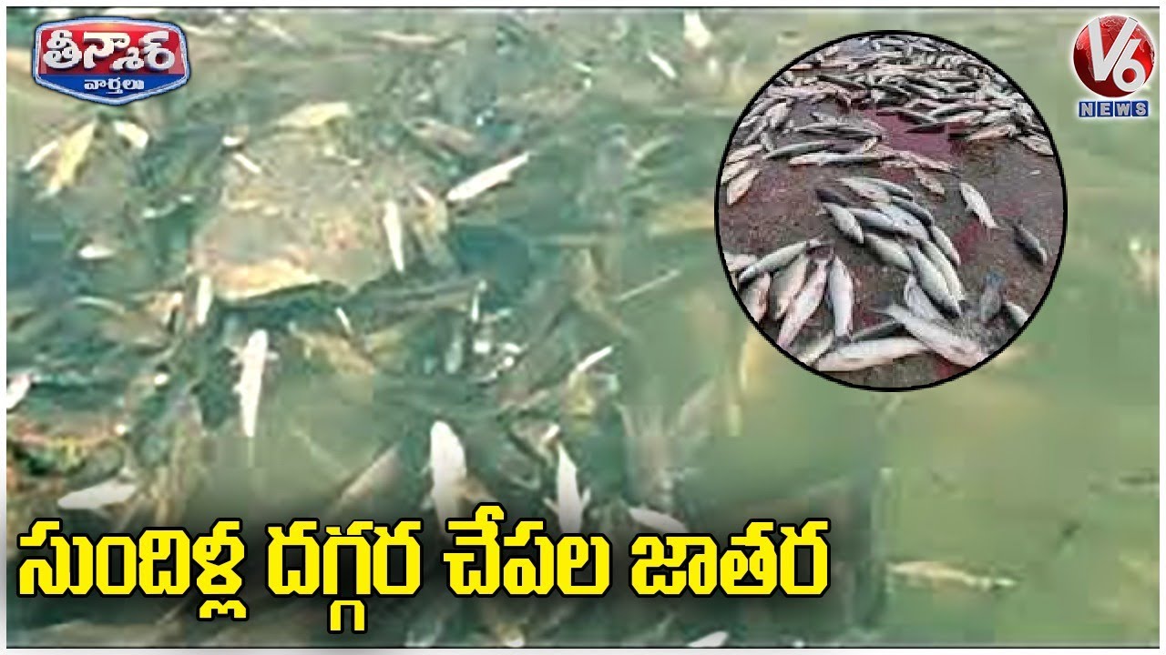 Huge Fishes At Parvati Barrage | V6 Teenmaar News