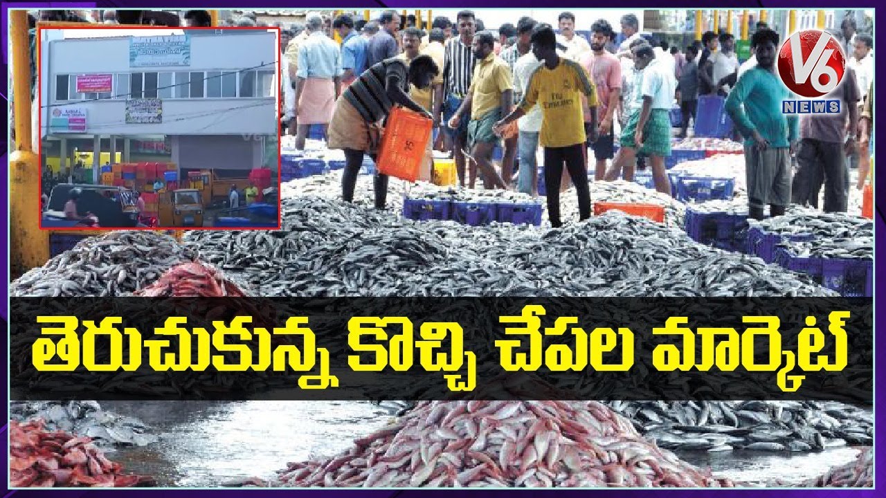Kochi Fish Market Open After 80 Days | V6 News
