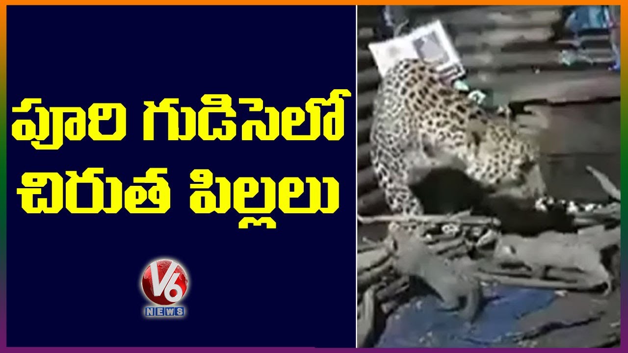 Leopardess Gives Birth To 4 Cubs Inside Hut In Maharashtra | V6 News