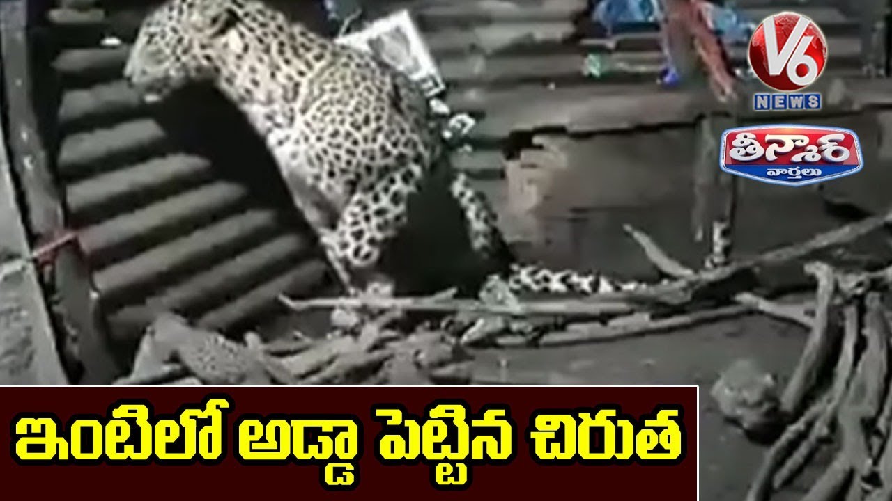 Leopardess Gives Birth To 4 Cubs Inside Hut | V6 Teemaar News