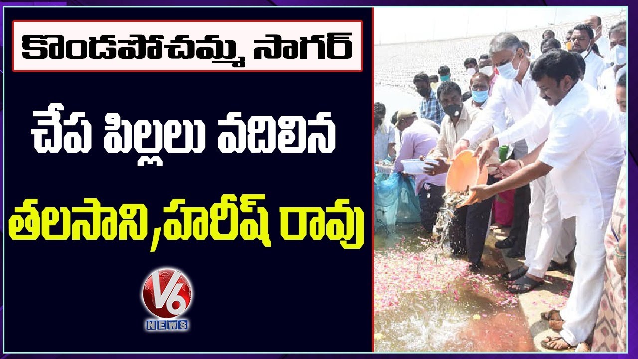 Ministers Harish Rao & Talasani Releases Fish Seeds Into Kondapochamma Reservoir | V6 News