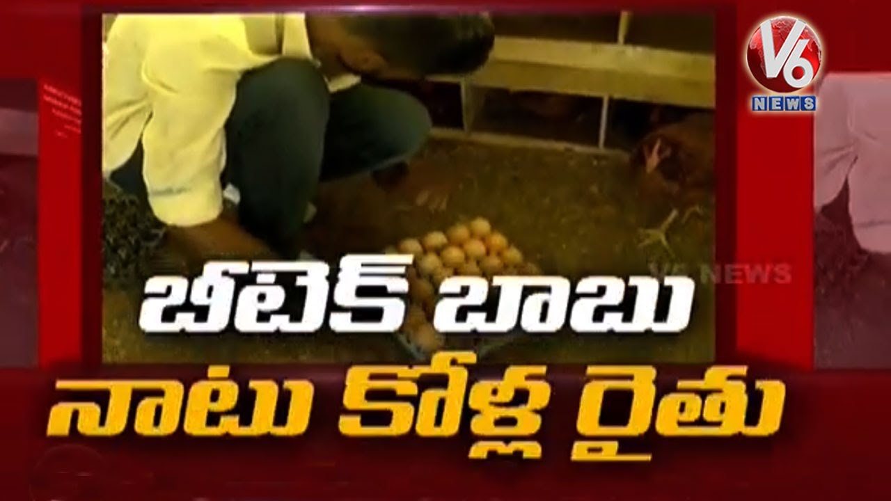 Natu Kodi Farming | B Tech Student Turns Into A Successful Farmer | V6 News