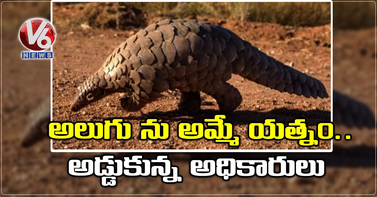 అలుగు ను అమ్మే యత్నం.. అడ్డుకున్న అధికారులు