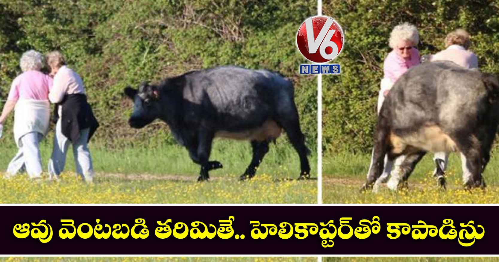 వీడియో: ఆవు వెంటబడి తరిమితే.. హెలికాప్టర్తో కాపాడిన్రు
