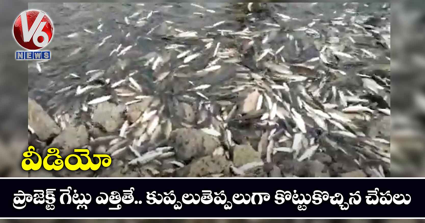 వీడియో: ప్రాజెక్ట్ గేట్లు ఎత్తితే.. కుప్పలుతెప్పలుగా కొట్టుకొచ్చిన చేపలు