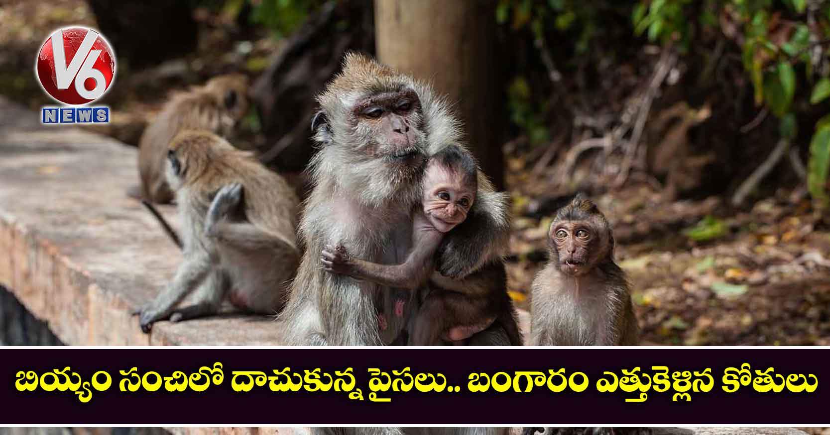 బియ్యం సంచిలో దాచుకున్న పైసలు.. బంగారం ఎత్తుకెళ్లిన కోతులు