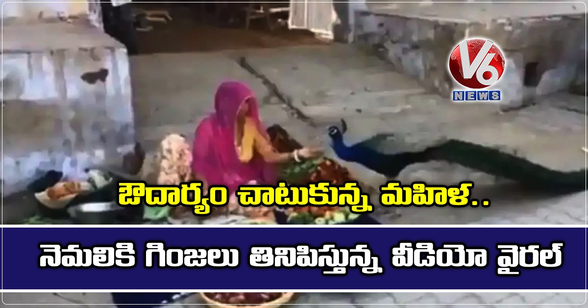 ఔదార్యం చాటుకున్న మహిళ.. నెమలికి గింజలు తినిపిస్తున్న వీడియో వైరల్