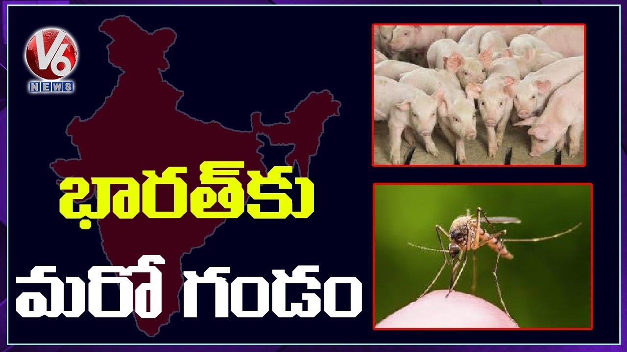 Cat Que Virus? ICMR Warns India About New Virus From China | V6 News