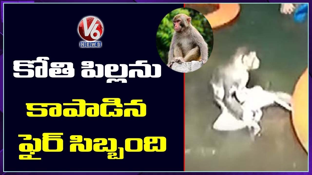 Fire Service Team Rescues Baby Monkey Trapped Inside Reservoir | Odisha’s Ganjam | V6 News