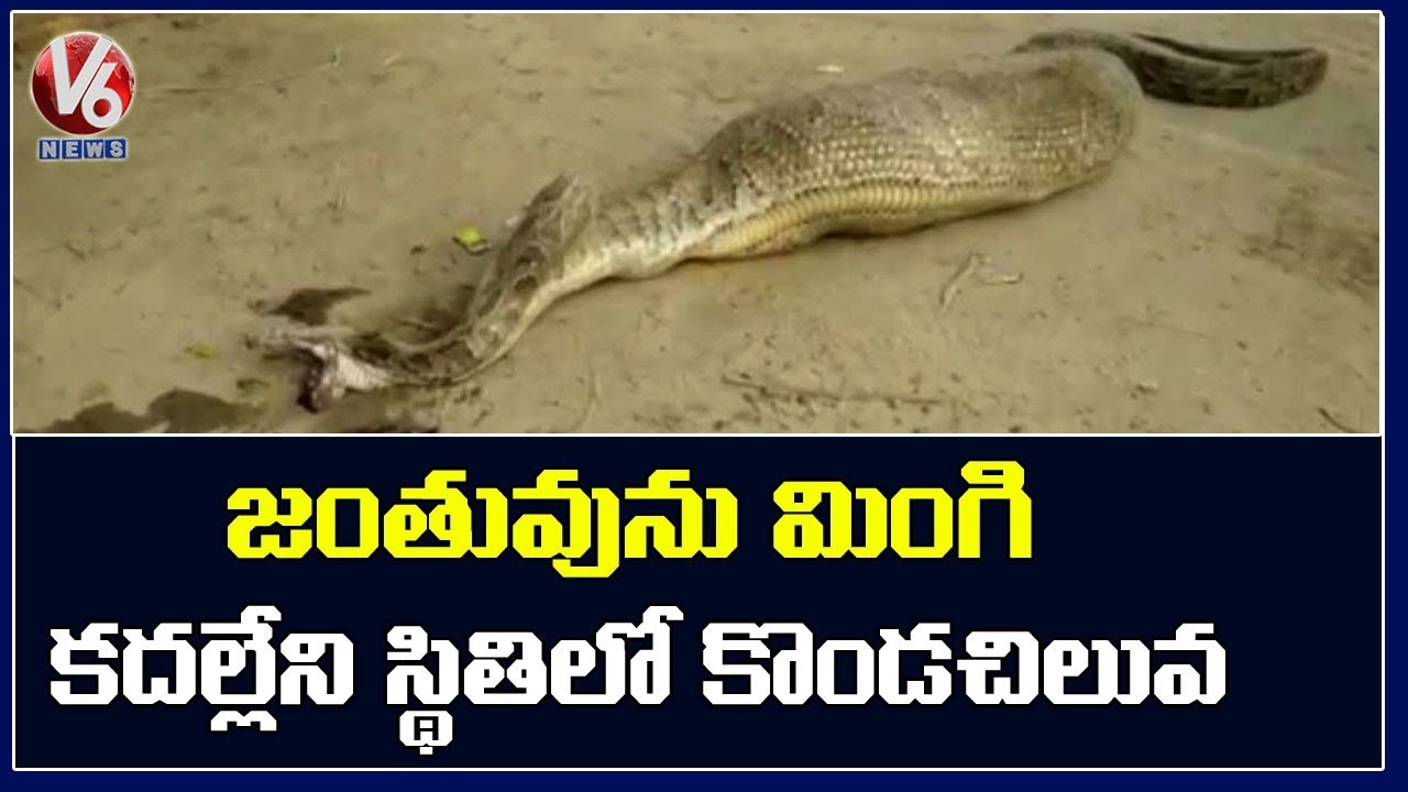 Huge Python Caught In Uttarpradesh, Rampur