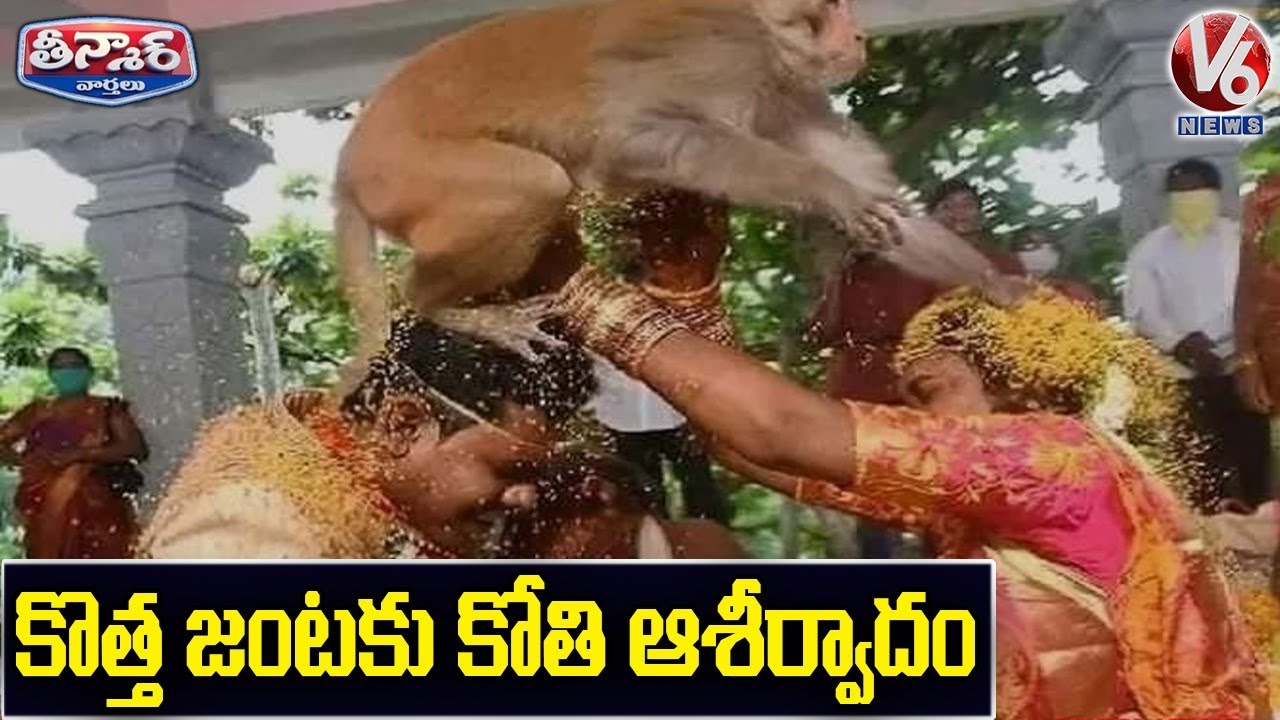 Monkey Blessing New Couple in Mulugu | V6 Teenmaar News