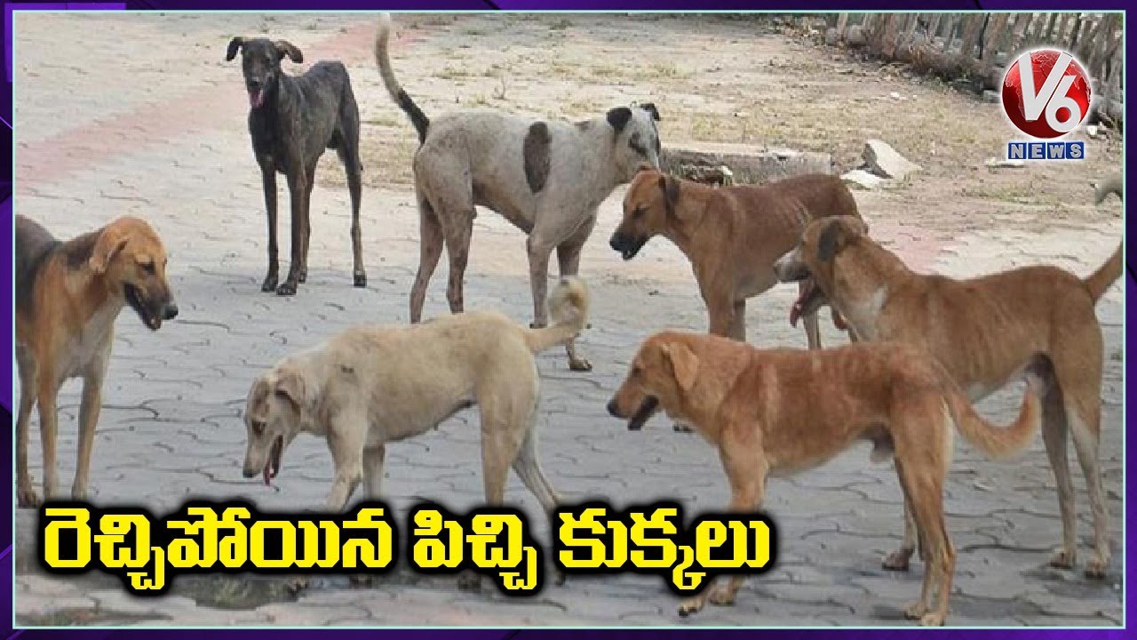 Stray Dogs Menace Attacks Public In Rajanna Sircilla | V6 News