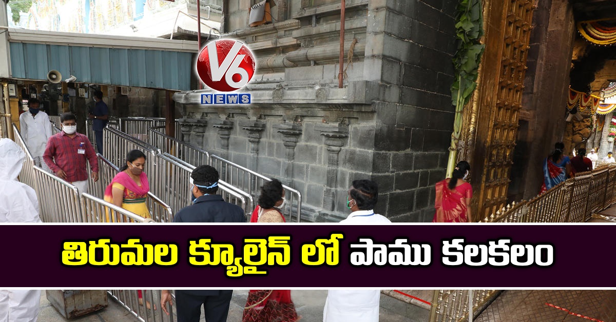 తిరుమల క్యూలైన్ లో పాము కలకలం