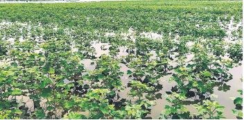 సర్కార్​ వాటా కట్టట్లె.. రైతుకు పరిహారం అందట్లె!