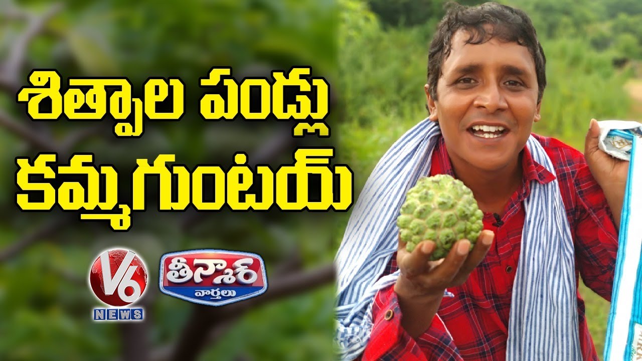Teenmaar Sadanna Conversation With Padma Over Seasonal Fruit Custard Apples