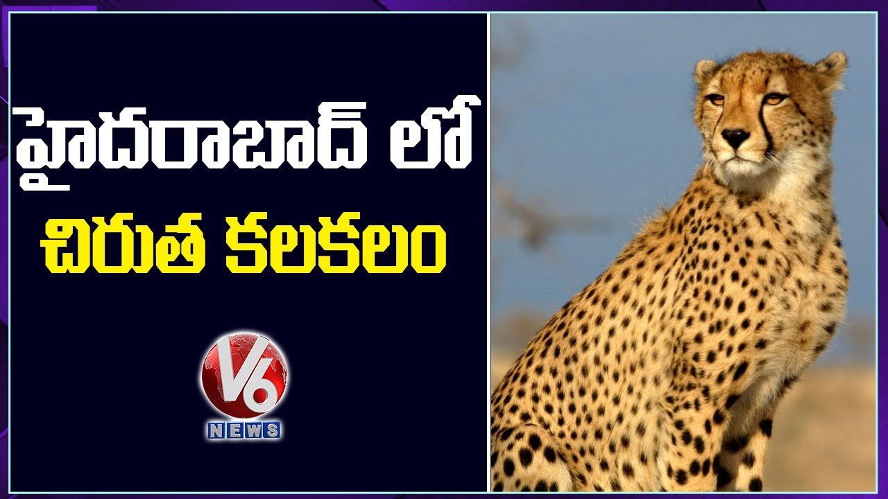 Cheetah Halchal In Rajendra Nagar | Hyderabad | V6 News