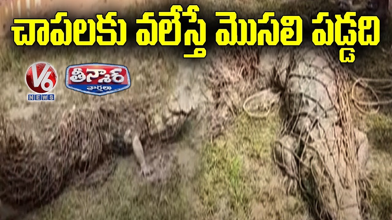 Crocodile Caught In Fishnet | V6 Teenmaar News
