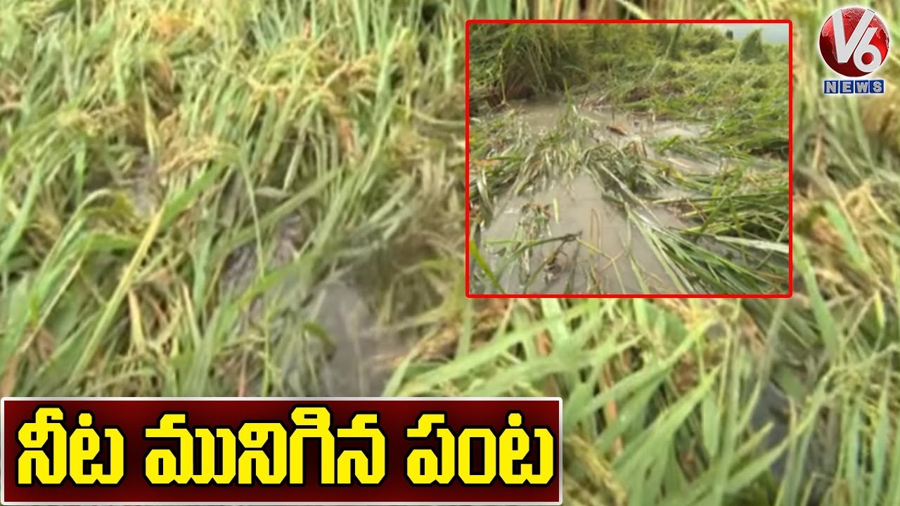 Heavy Rains Damage Paddy, Maize Crops In Nizamabad | V6 News