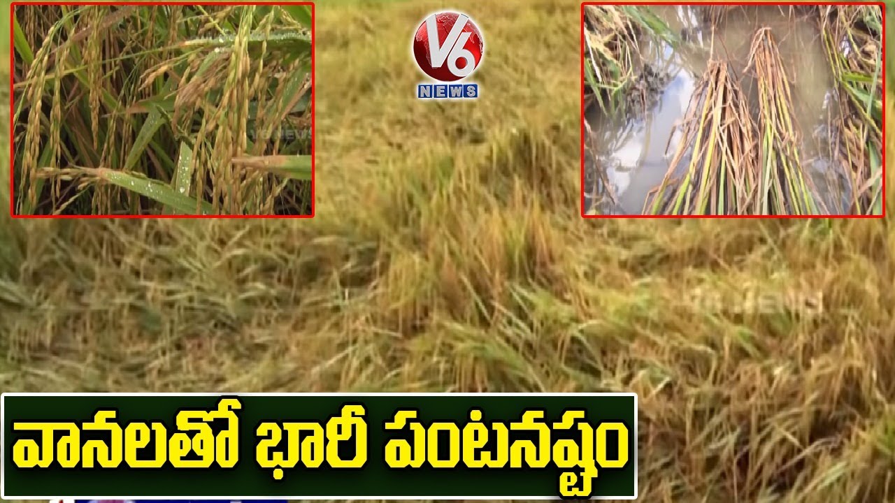 Heavy rains damage paddy, maize crops in Nizamabad | V6 News