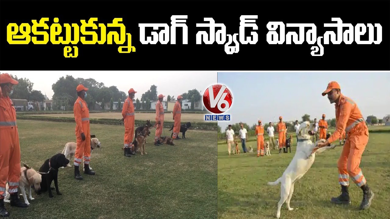 NDRF Training To Street Dogs For Dog Squad | UP | V6 News